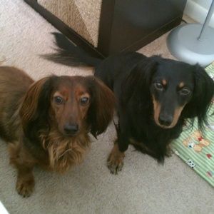 Meet your Posher, Talya